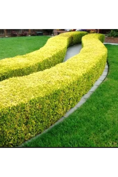 Использование Бирючины сорта Викарий в саду